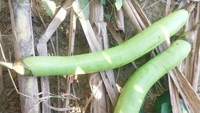 Went to the forest and took a very long Begum in the ass.