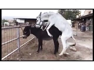 donkey matting movie scene with horse powerfull sex clip