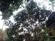 Desi boy cum out outside | village boy | Desi hub