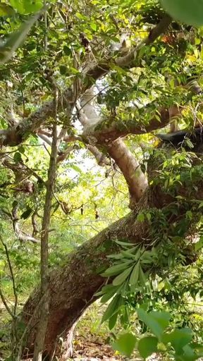 Living With Adam And Eve In The Paradise Of Intense Anal Whoring   Clip 1