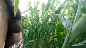 Cumming on Maize Leaf, Super Cumming
