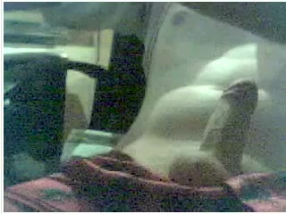19 Yr Old Cock