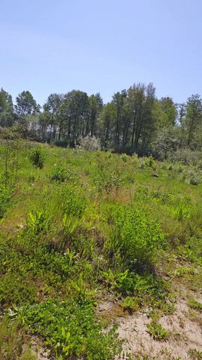 Wildlife Area Walk
