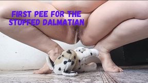 First pee for the stuffed Dalmatian