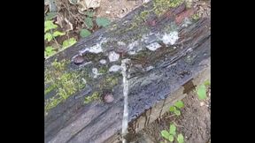 Pissing on / marking an old bench