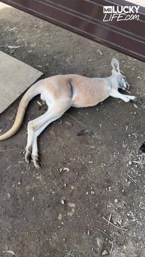 A Real Australian Experience With Aussie Hottie Jade Harper