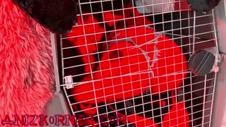 Deluxxx Intro to Groupie Dog Slut Part 2 - fun filthy freebie