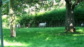 Horny Housewives Double Penetration Orgy