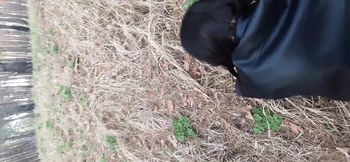 Anal in the forest