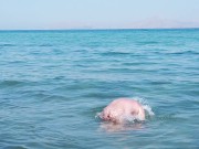 Gay nudist beach swimmer