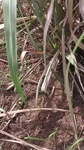 Marathi Wife Fast Time Outdoors Fucking