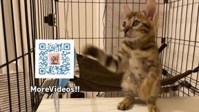 Furry pussycat toy review  Here′s a toy that will make you jump for joy!