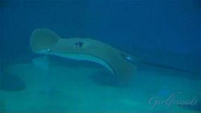 You love to fuck Cece Capella in the ass