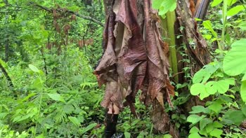 FilipinaAlter's Forest Fling: Risky Public Sex in the Beautiful Wild