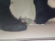 Male Box Crush in Socks, flattened by my 89kg size 11 feet