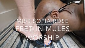 Miss Sofia Rose Feet In Mules Worship