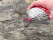 SURVIVAL bushcraft skills: camping lifehacks outdoors forest asmr