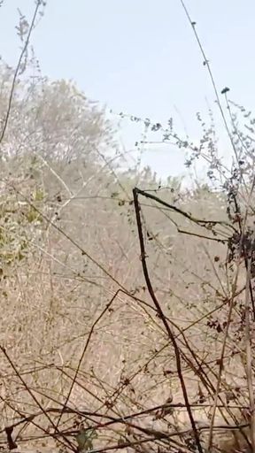 Rajesh Playboy 993 Outdoor Masturbating Big Cock and Cumming. Outside Handjob Cumshot