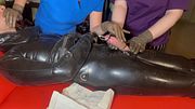 THE BIGGEST SOUNDING ROD IN TOUR URETHRA! - the 2 nurses are ready to have some fun! - GLOVED HANDJOB AND MOUTH PLAY