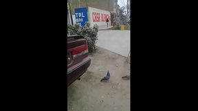 Chongo Cruce De Ventanilla