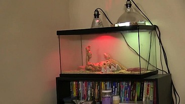 Act Like Reptiles and Trouser Snakes !