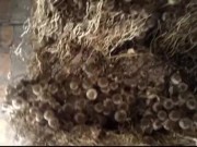 pakistani poor unmarried gay masturbation besti