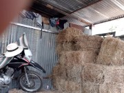 Pajaso en la bodega del heno, el heno pica