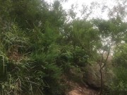 Wet water fall making my soles soft and wrinkled & my cock hard - Manlyfoot Road trip