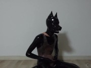 Black Catsuit Latex Dog Wears Pink Transparent Swimsuit