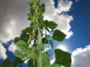 Jack and the Beanstalk - crush or armpit worship?
