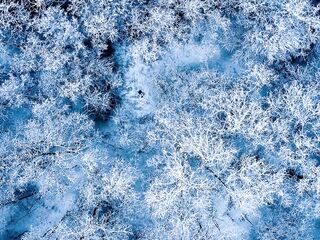 A daytime winter forest