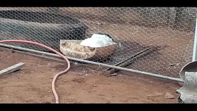 Patas safadas cairam na net tomando banho