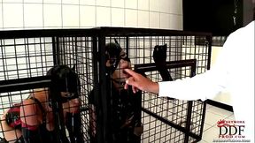 Nick Lang tames 2 beauties in cat role play [Part 1]