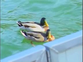 Lesbians sex party on the beach