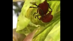 Pegos no mato fudendo