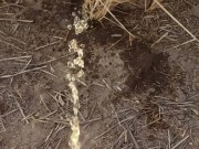 Country Girl Pees In Field During 4 Wheeler Ride