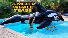 5 meter whale tease
