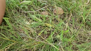 Adventure at the hunting pulpit