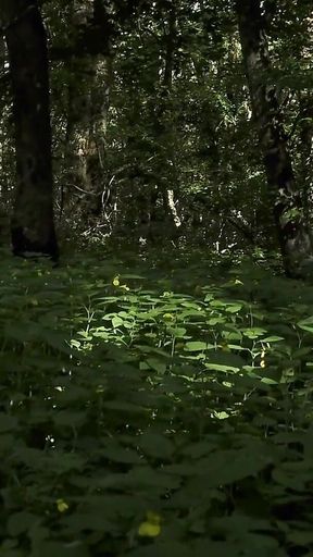 Mesmeriza_23_03_mov_cinema_clip_322_20240814144714515