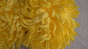 Trampled 2 yellow chrysanthemums bb