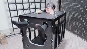 cage confinement and training