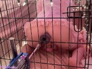 sissy gets caged and trained by a femboy