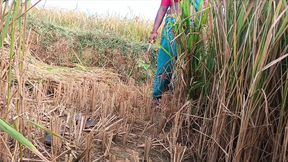 For the first time, I had a lot of fun fucking my sister-in-law alone in the paddy fields