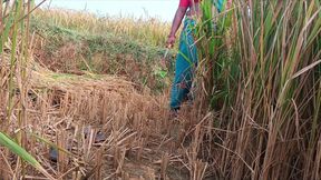 For the first time, I had a lot of fun fucking my sister-in-law alone in the paddy fields