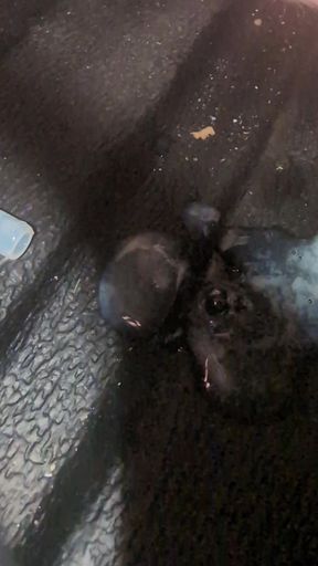 Cum in plastic tube and let It all drip out