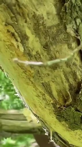 Spied on Fucking Couples in the Forest