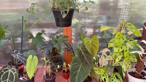 Spring Greenhouse Tour