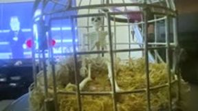 fantasy - Forgotten Teenie: Tiny in a Giantess Cage, femdom, giantess, shrinking fetish 1080 smaller