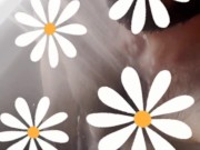 Sc Kyle Butler 'Flower Shower -Bation'