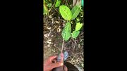 Desperately Pee Watering Plant #1